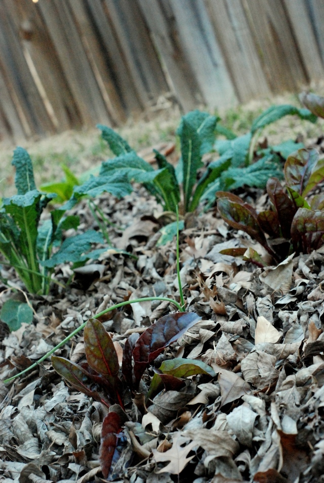 Red chard and tuscan kale
